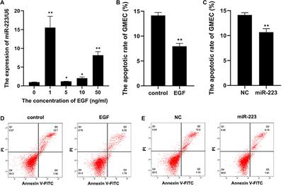 EGF-Induced miR-223 Modulates Goat Mammary Epithelial Cell Apoptosis and Inflammation via ISG15